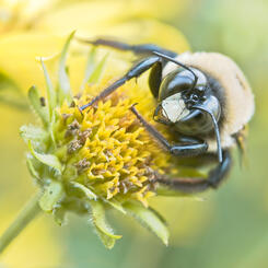 Male Carpenter Bee on Cup Plant