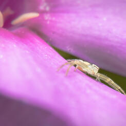 Small Crab Spider on Phlox