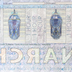 Detail 1: Section 1, Patience Required