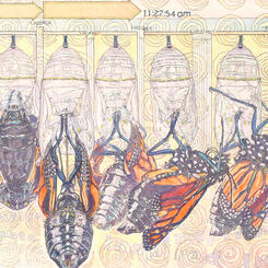 Detail 3: Butterfly Emergence Stages