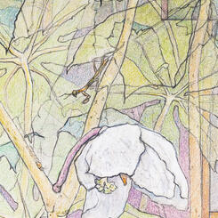 Detail 2 - Mayapple Flower with Baby Praying Mantis