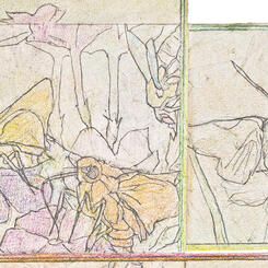 Detail 3 - Four Frequent Phlox Summer Visitors