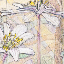 Detail 1 - Bloodroot Flowers