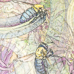 Detail 3 - Two Carpenter Bees Landing on Monarda