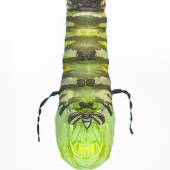 Monarch Caterpillar Transforming into a Chrysalis