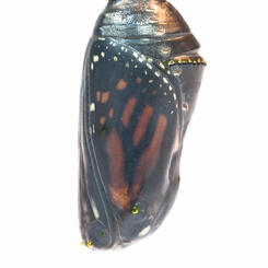 Monarch Chrysalis Just Prior to Eclosure of the Butterfly