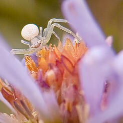 Small Crab Spider on New York Aster