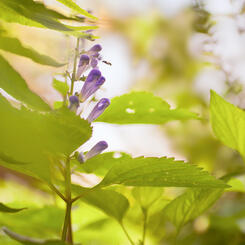 Small Bee with Skull Cap 