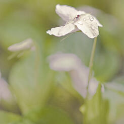 Small Spider on Sweet White Violet