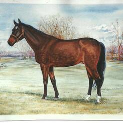 Portrait of a Holsteiner, event horse