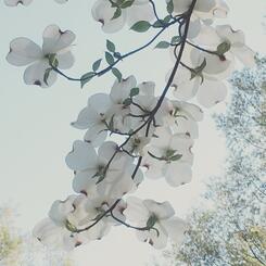 white dogwood