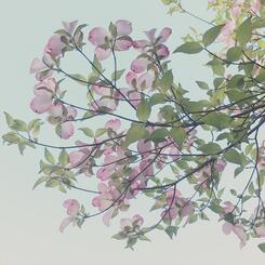 pink dogwood
