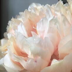 peony