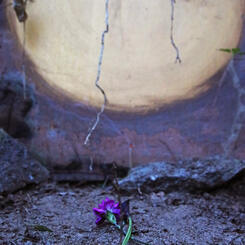 UNFOLD - Burying the Placenta