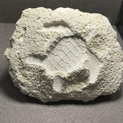 Fossil Futures: 12.2.22 005; Toy, turtle (detail)