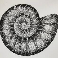 Ammonite #1