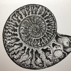 Ammonite #2