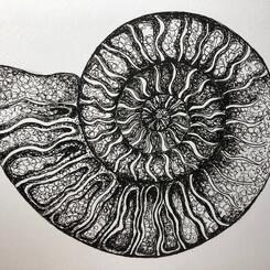 Ammonite #3