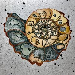 copper edged ammonite
