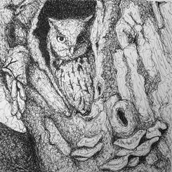 Owl.jpeg