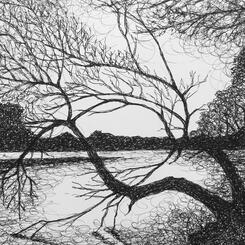 Tree over Lake Elkhorn.jpeg