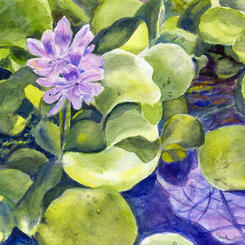 Water Hyacinth