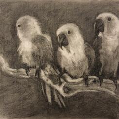 Charcoal, untitled, by Jessica Sadler