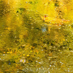 Fall on the Potomac River 
