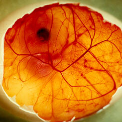 Chicken Embryo, 72 hours