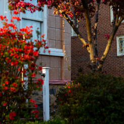 Spring in Baltimore, 2020