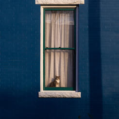 Cat In the Window, 2021