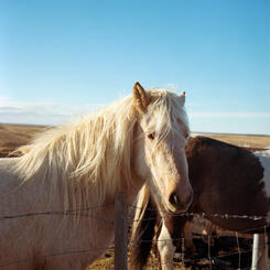 Horse in Iceland, 2022