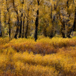 Teton Foliage
