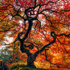 Autumn Japanese Maple 