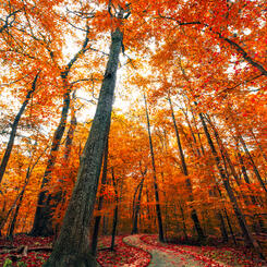 Autumn Walk In The Woods