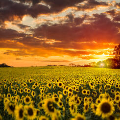 Sunflower Field Sunset