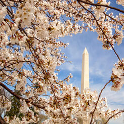 Cherry Blossoms and Washington Monument