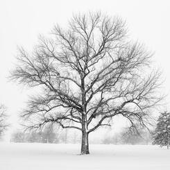 Winter Tree