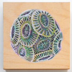 Coccolithophore