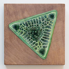 Diatom