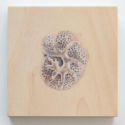 Foraminifera