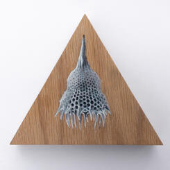 Radiolarian