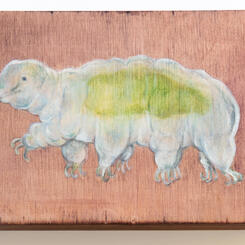 Tardigrade