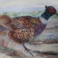 Pheasent's Next Meal