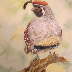 Gambel's Quail