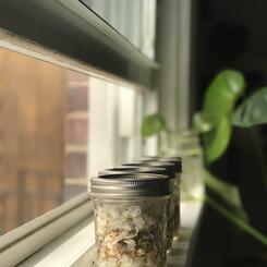 Distillation of Bradford Pear tree blossoms