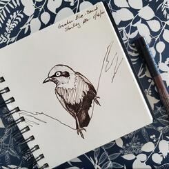 Greater Blue-eared Starling 