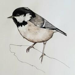 Coal Tit