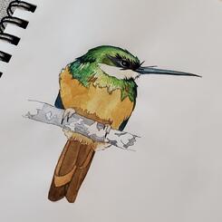 Rufous-tailed Jacamar 