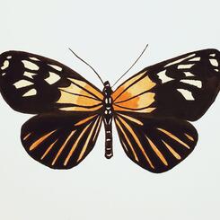 Heliconius Xanthocles 